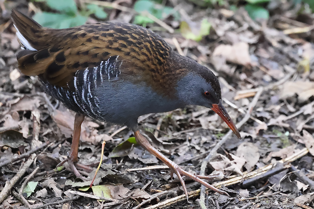 Water rail